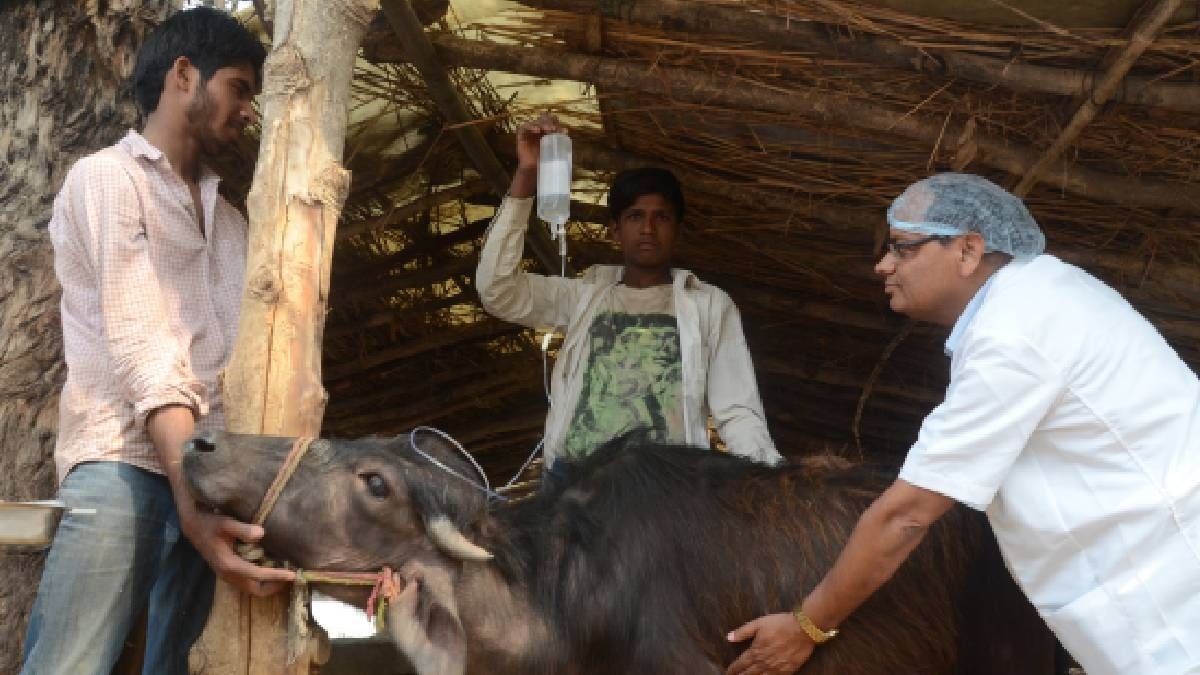 cattle treatment