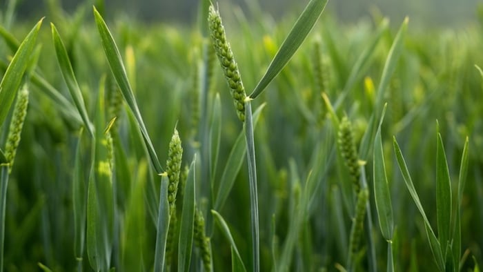 wheat Variety DBW 303