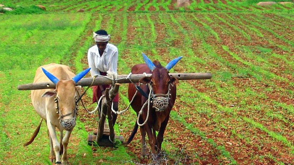Rabi sowing and rain