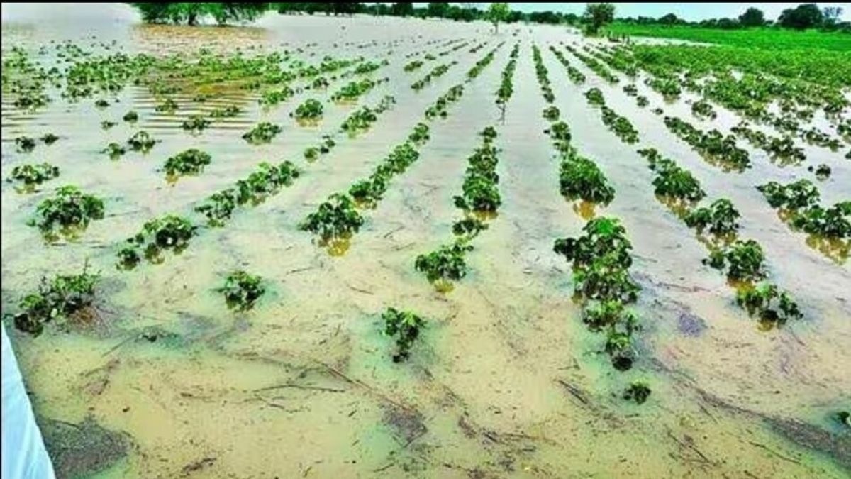Crop Loss