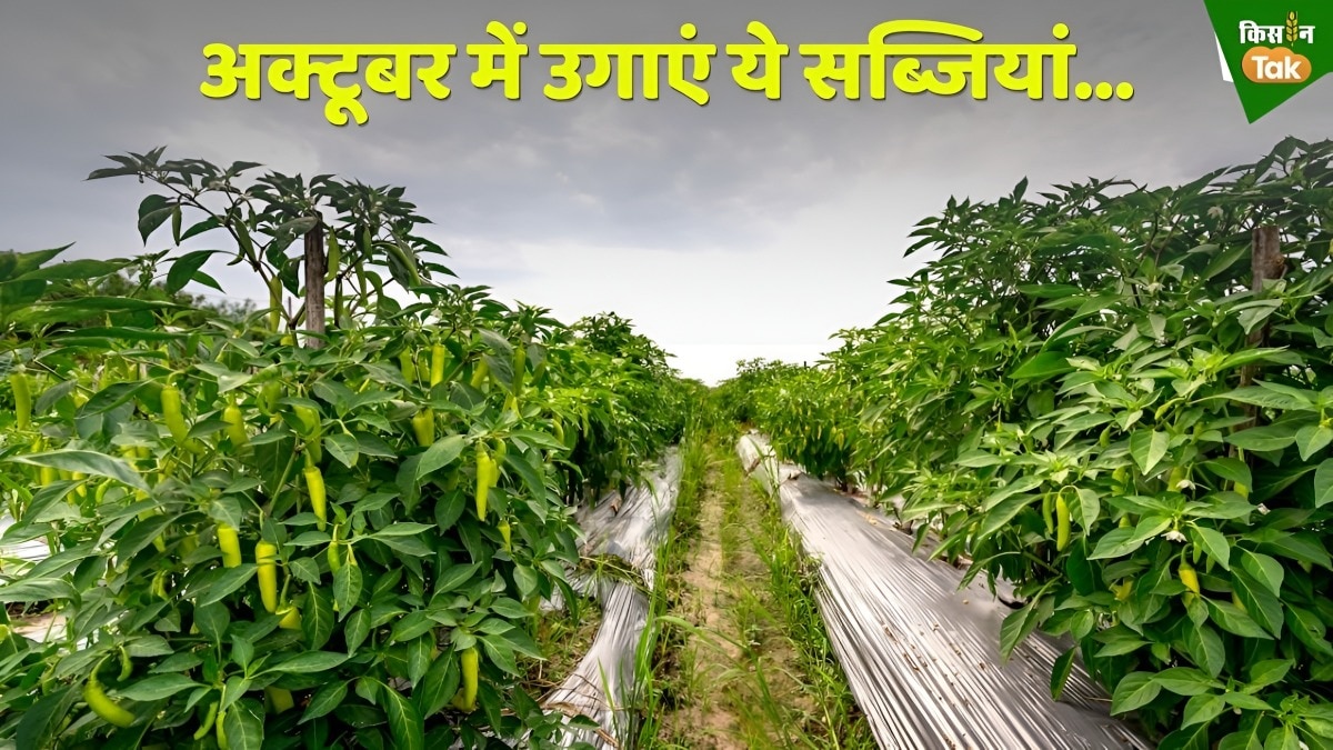 vegetable field