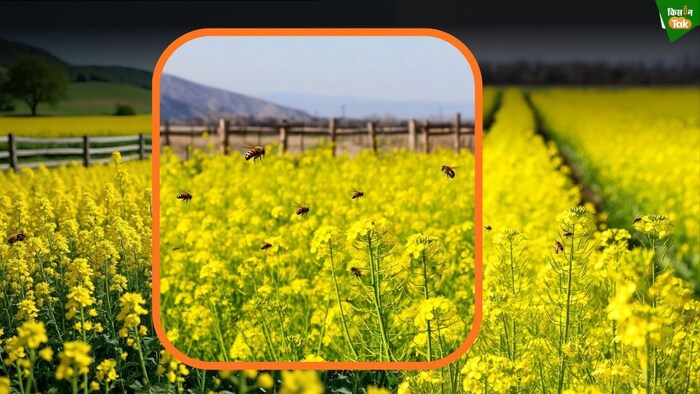 mustard farming
