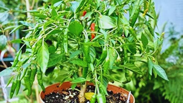 मिर्च का पौधा