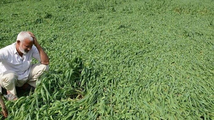 crop loss survey compensation