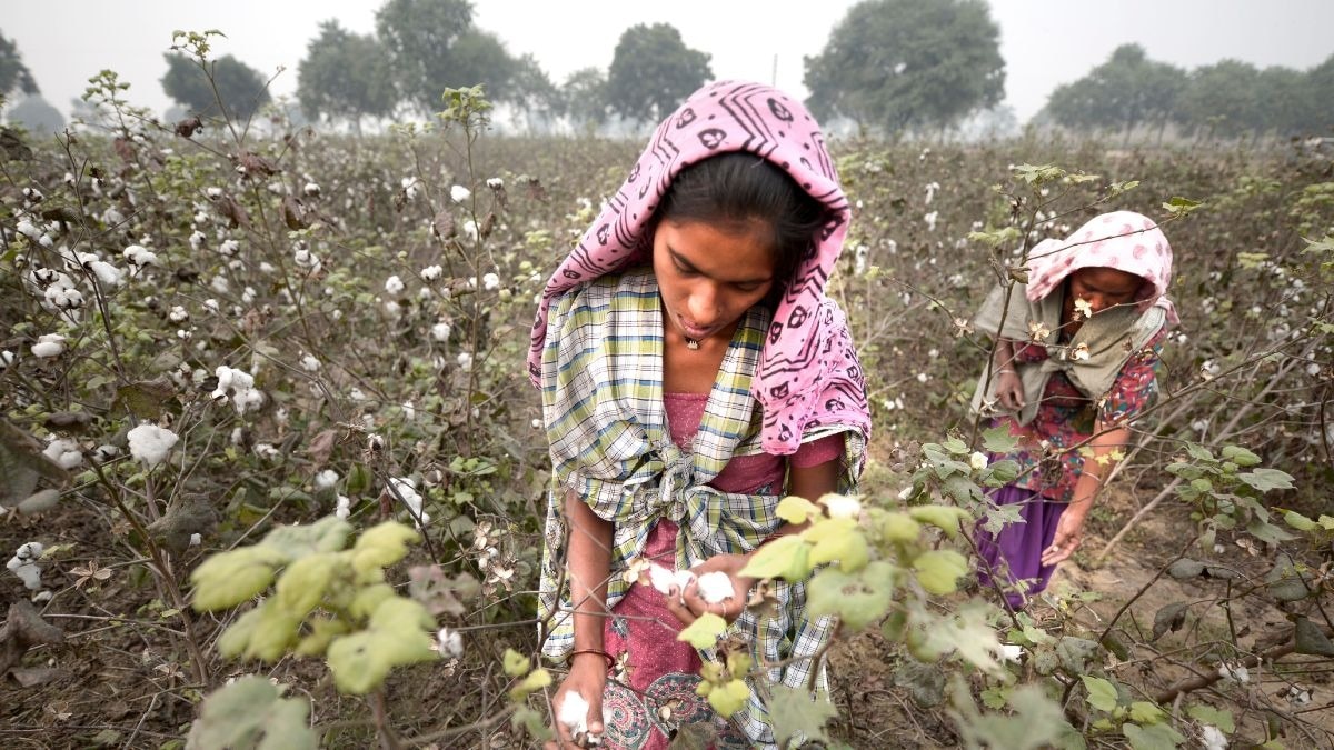 Cotton Farm