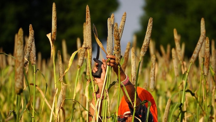 बाजरे की खेती