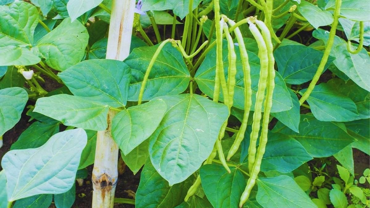 लोबिया की खेती