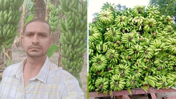 उत्तर प्रदेश के महाराजगंज जिले के घुघली के रहने वाले किसान दीपू शाही