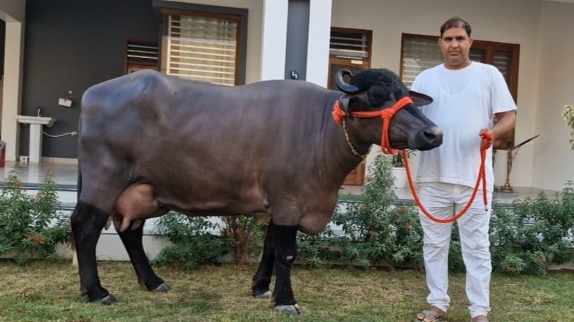 Murrah Buffalo: 35 किलो से ऊपर पहुंचा मुर्रा भैंस का दूध उत्पादन, खरीदने में बरतें ये सावधानियां 
