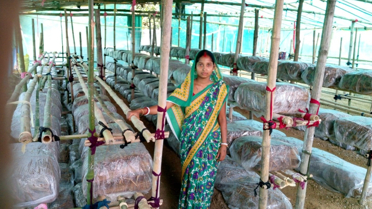 mushroom farming