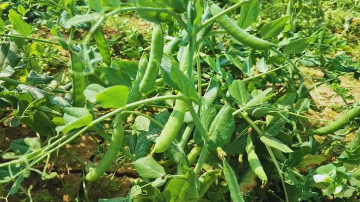 मटर की खेती