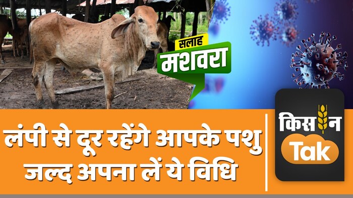 पशुओं में लंपी बीमारी का खतरा