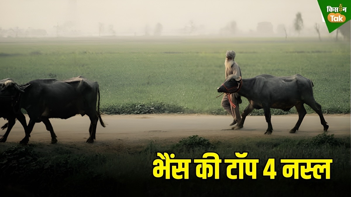 भैंस की टॉप 4 नस्लों के बारे में जानिए, डेयरी फार्म में गजब ढा देंगी