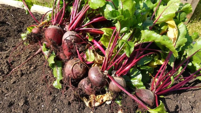 चुकंदर की खेती