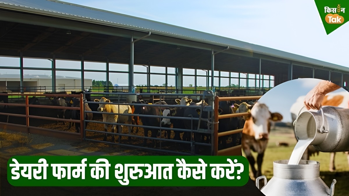 छोटी डेयरी से शुरुआत करें या एक साथ लगाएं बड़ी पूंजी? जानिए कमाई का मंत्र