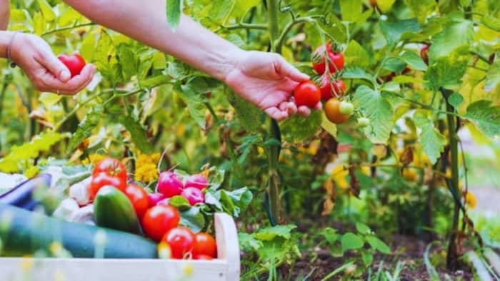 गमले में उगा लें ये 5 सब्जियां