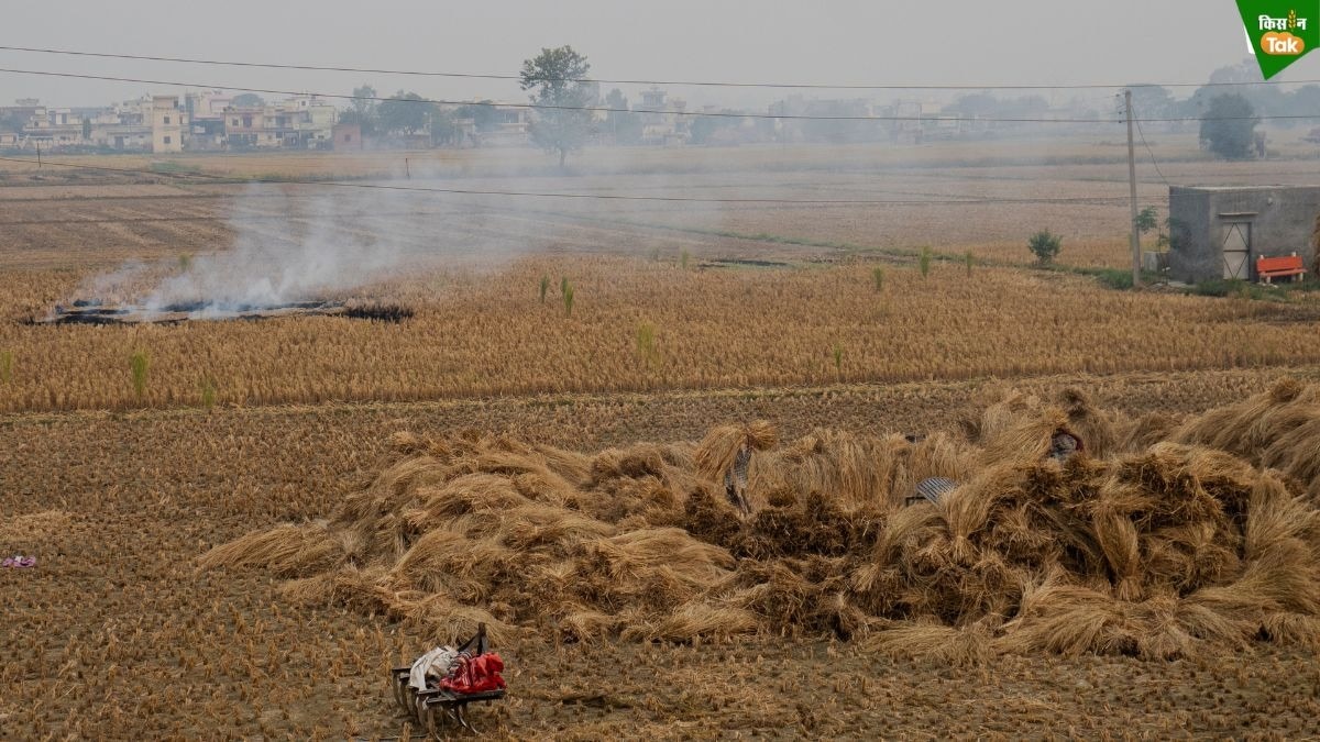 stubble burning