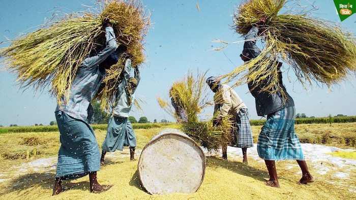 Thrashing paddy crop in Amritsar