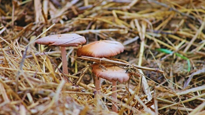 मशरूम ने बदल दी महिलाओं की किस्मत