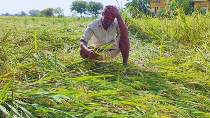 बारिश की वजह से खरीफ फसलों को हुआ नुकसान