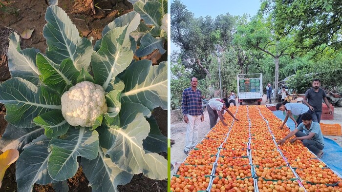 आईआईवीआर वाराणसी में आयोजित हुआ सब्जी बीज जागरूकता कार्यक्रम