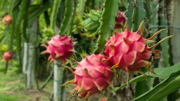 ड्रैगन फ्रूट की खेती