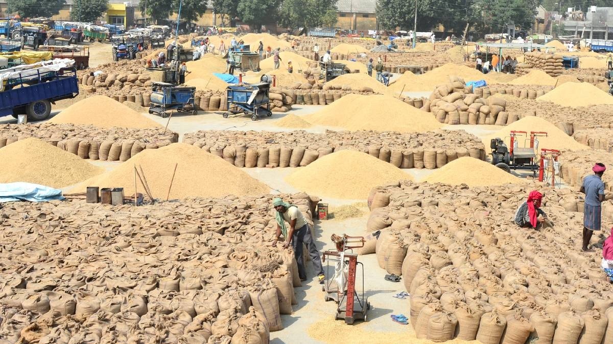 धान की नमी या प्रशासनिक कमी? आखिर क्यों अंबाला की मंडियों में नई आवक के लिए कम पड़ रही जगह