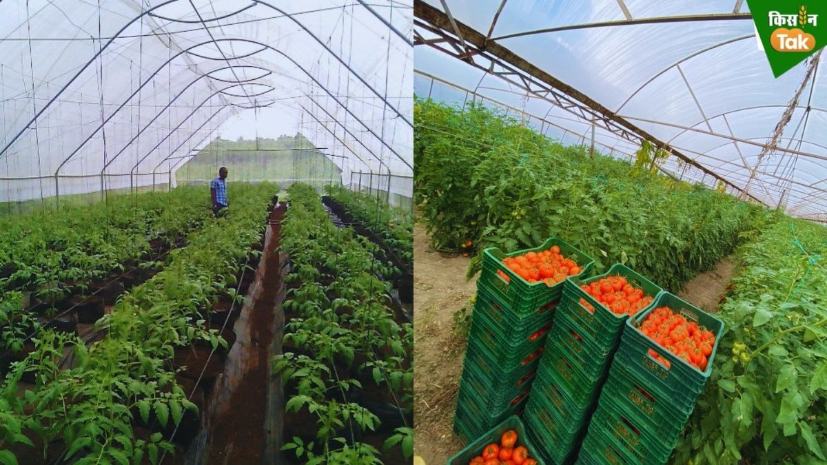 net house farming