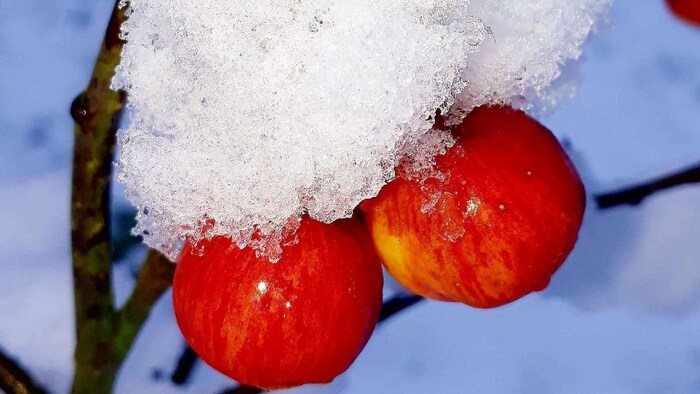 Apple Snowfall Himachal