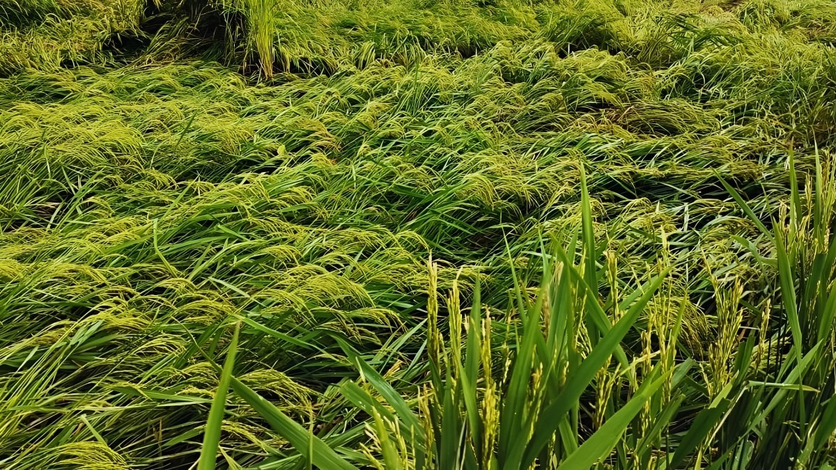 damage crops
