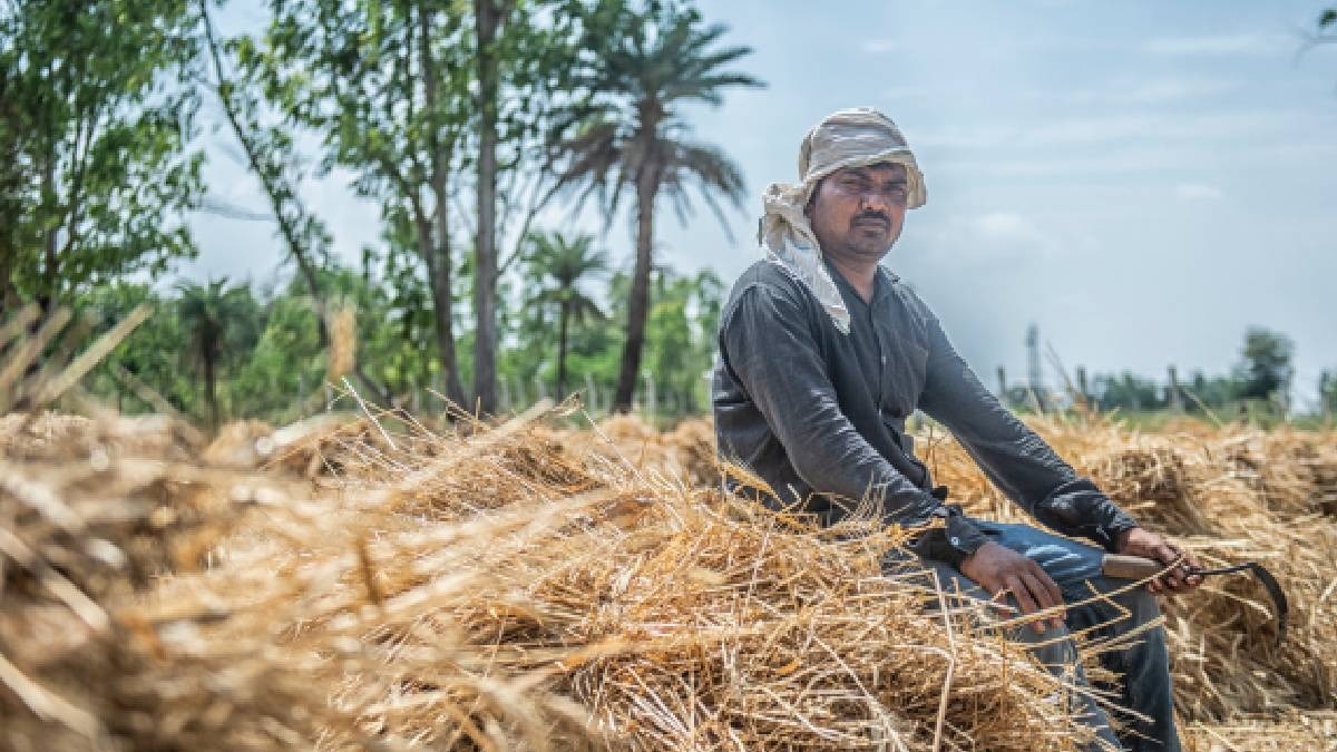 गेहूं के बीज पर प्रति क्विंटल 2000 रुपये सब्सिडी की घोषणा, बाढ़ प्रभावित किसानों को मुफ्त बीज भी मिलेगा