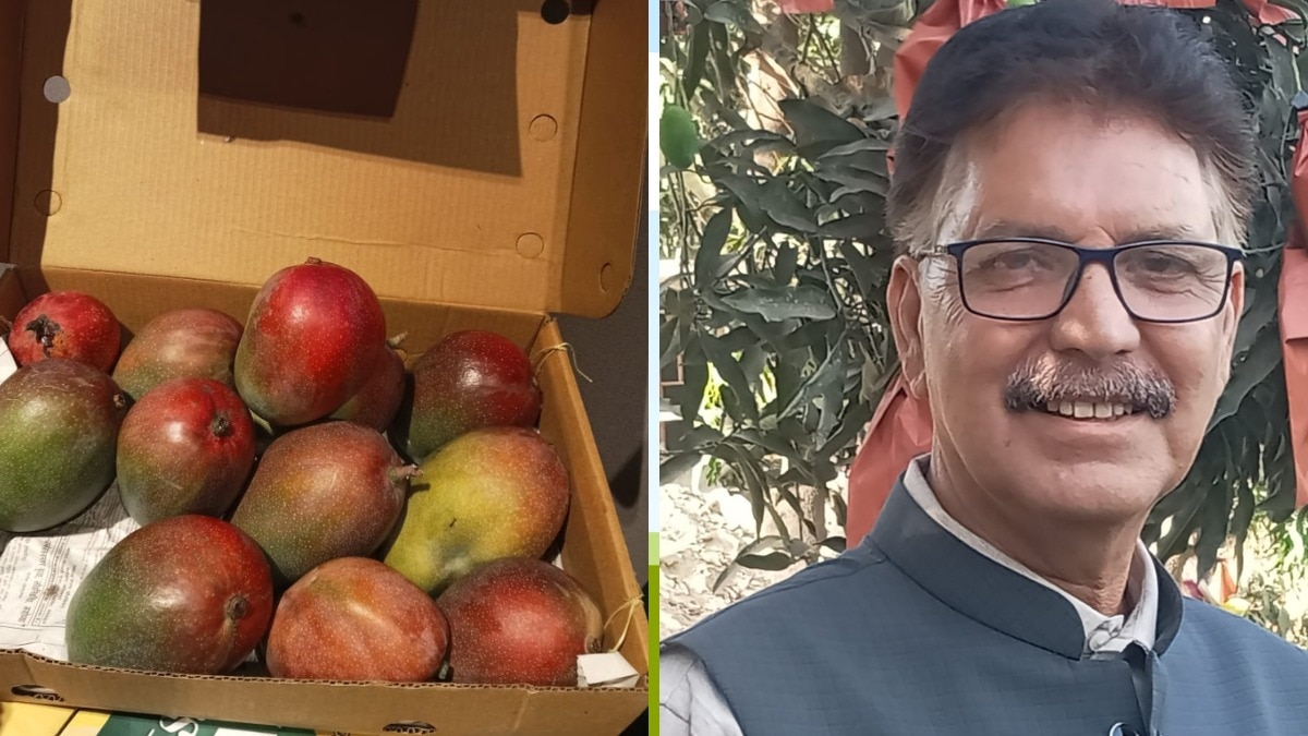 आम की देसी वैरायटी 'नेहल पसंद' को जल्द मिलेगी नई पहचान, लखनऊ के किसान ने की बड़ी पहल