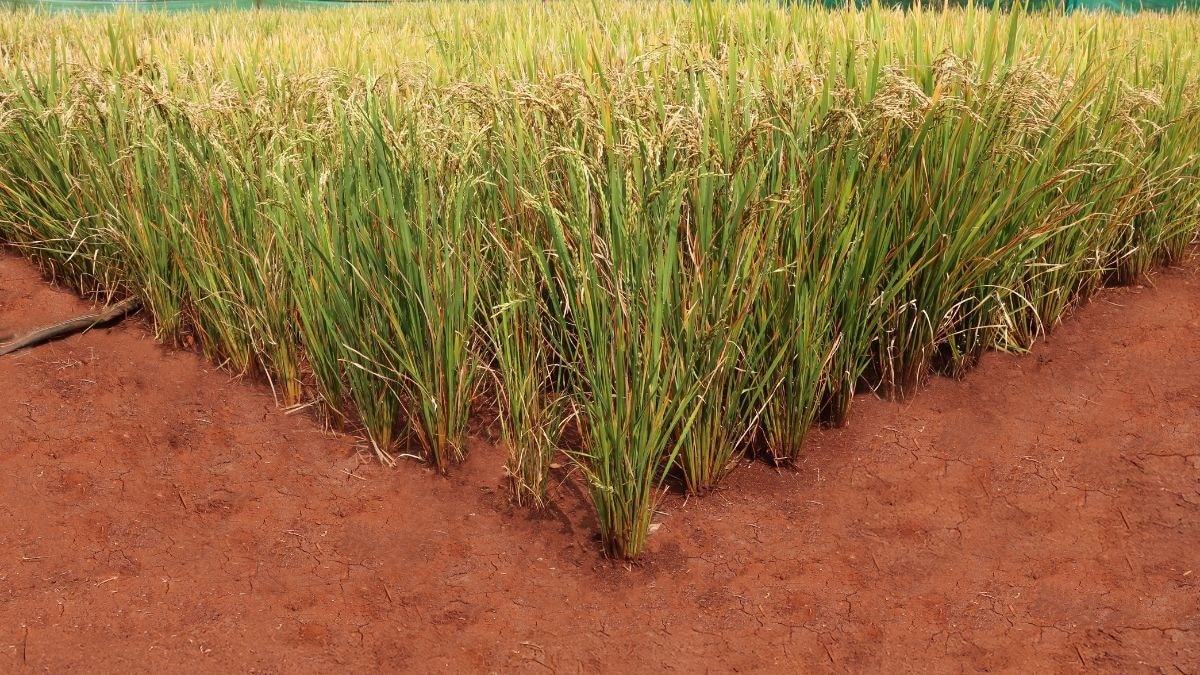 Dry Direct Seeded Rice (DDSR) तकनीक