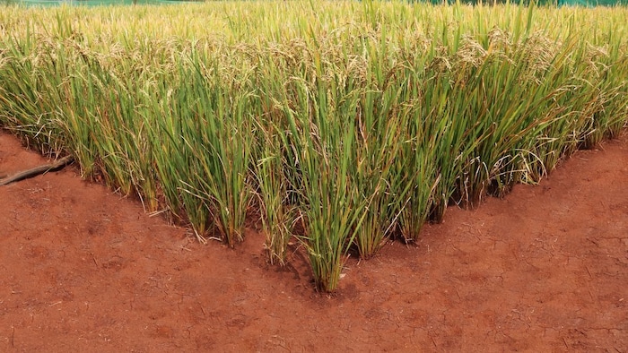 Dry Direct Seeded Rice (DDSR) तकनीक