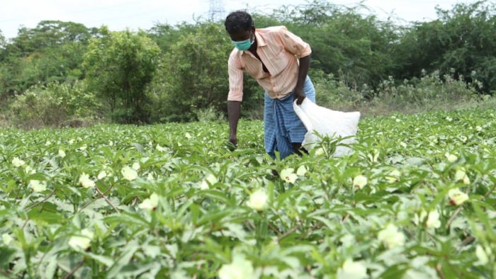 vegetable farming