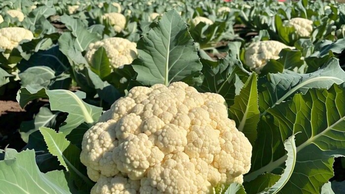 Cauliflower Farming