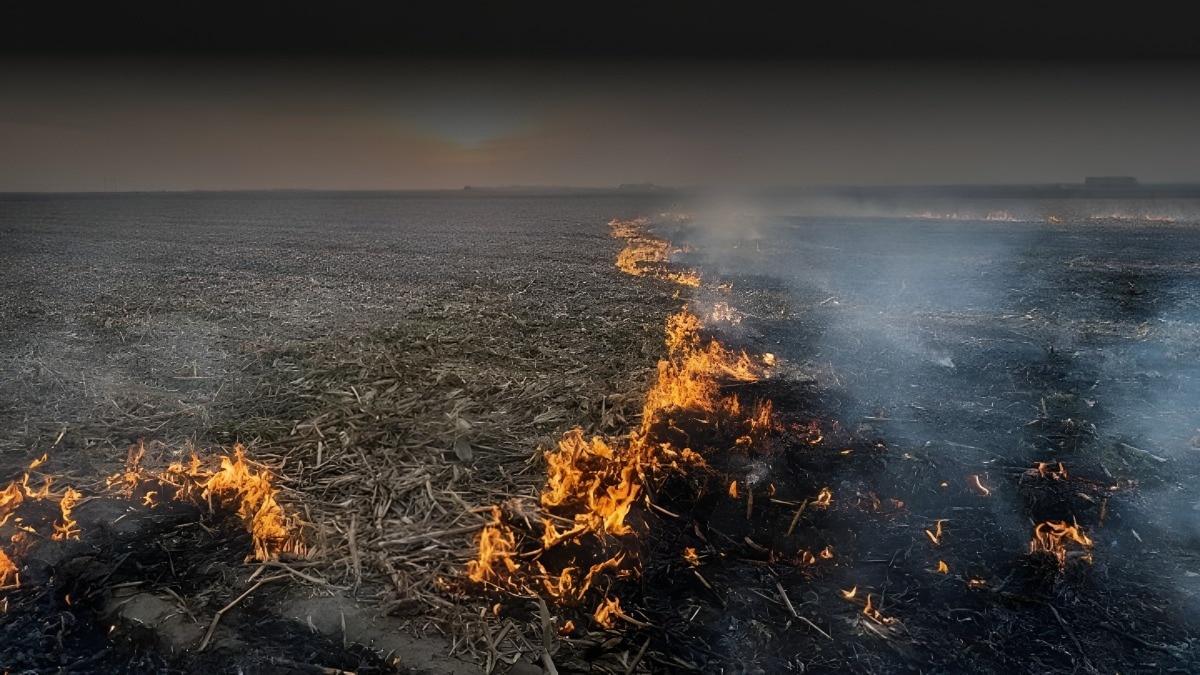 parali burning