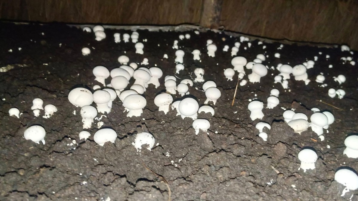 मशरूम की खेती से मालामाल बनने का मौका