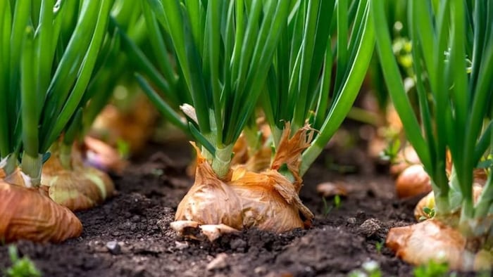 प्याज की उन्नत किस्में