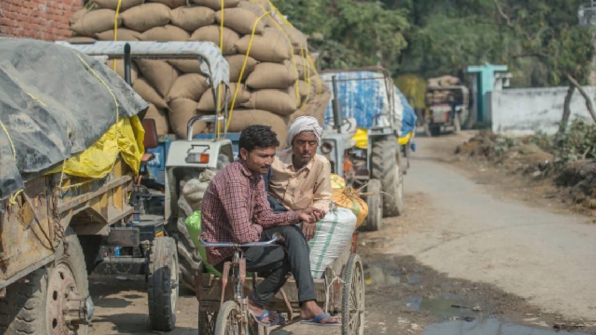 paddy sale in Karnal