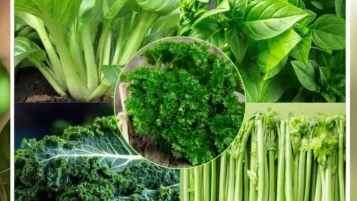 ताजी हरी पत्तेदार सब्जियां