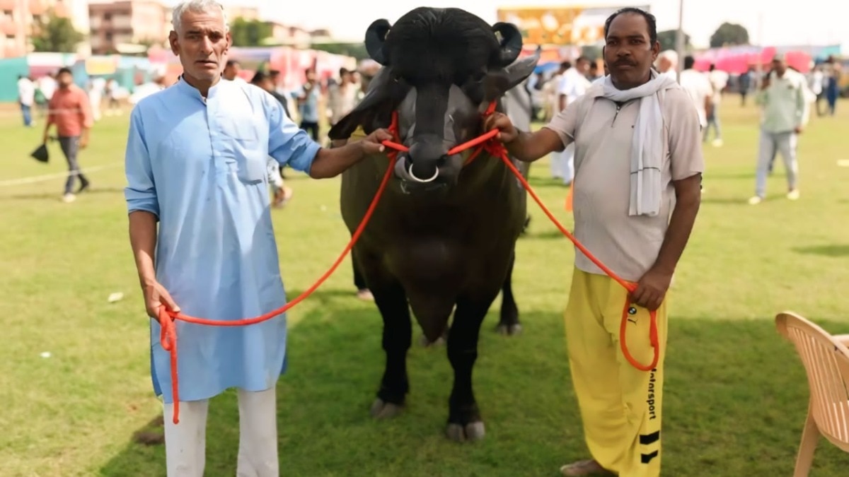 8 करोड़ का 'विधायक' बना किसान मेले का सितारा, मुर्रा नस्ल के भैंसे ने जीता खिताब