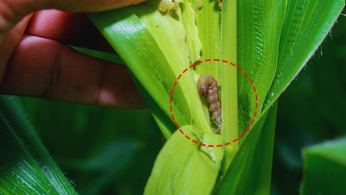 Corteva Insecticide Delegate Updated