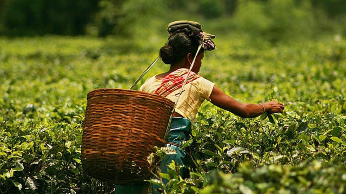 Darjeeling Tea Planters Seek Bengal Govt Aid