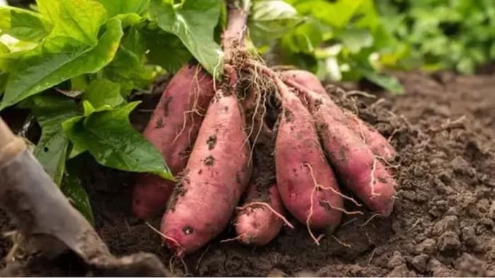 शकरकंद की खेती