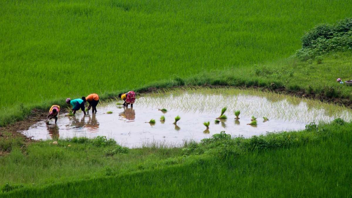 PMFBY: झटकों के बीच भारत ने किसानों को दिया मजबूत सुरक्षा कवच-वियतनाम टाइम्‍स 