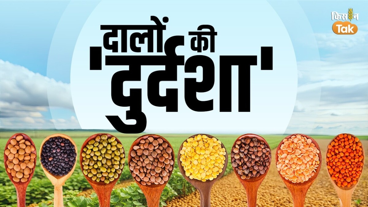 क‍िसानों को क्यों नहीं म‍िल रहा दालों का सही दाम?  