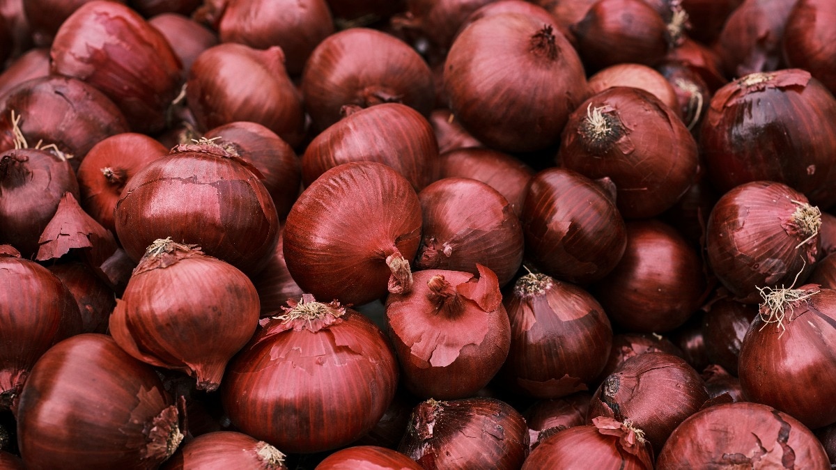 Onion farming