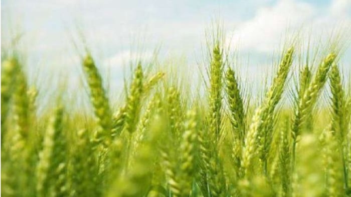 गेहूं की खेती