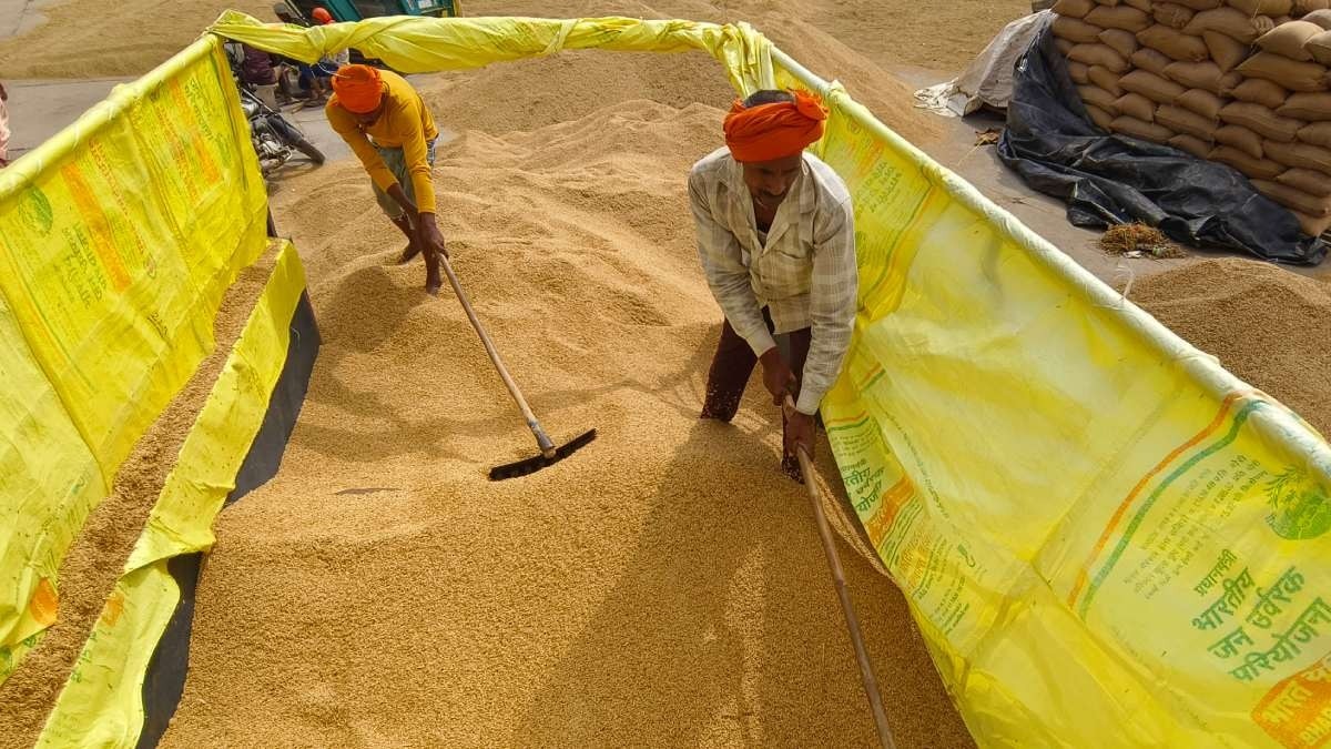 Paddy Haryana 